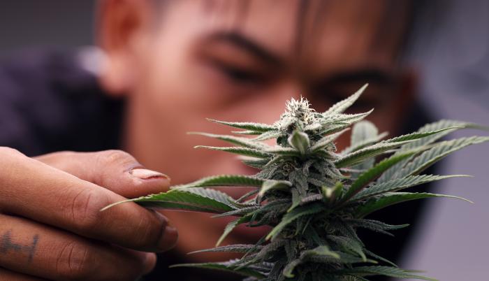 La manifestación busca que en Brasil se permita la siembra y el consumo de cannabis, tanto con fines medicinales como recreativos, y que se pueda explotar el potencial económico de los productos a base de esta hierba en ambientes apropiados.