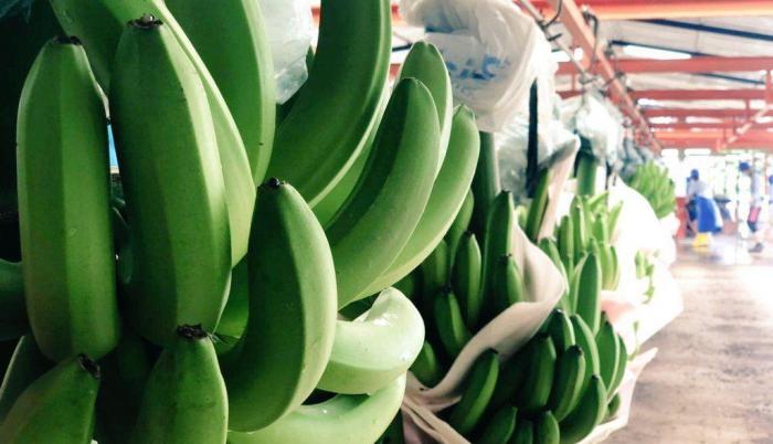 bananos