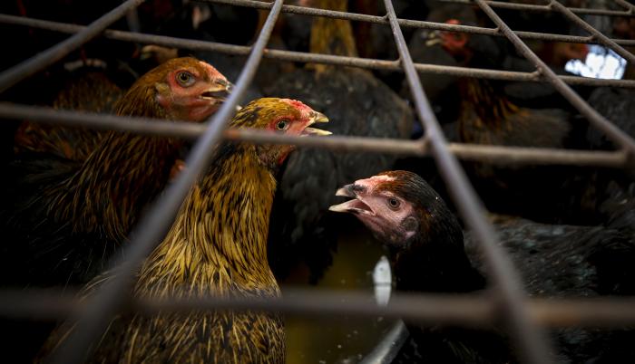 Imagen de archivo de pollos en un mercado en Bangkok.