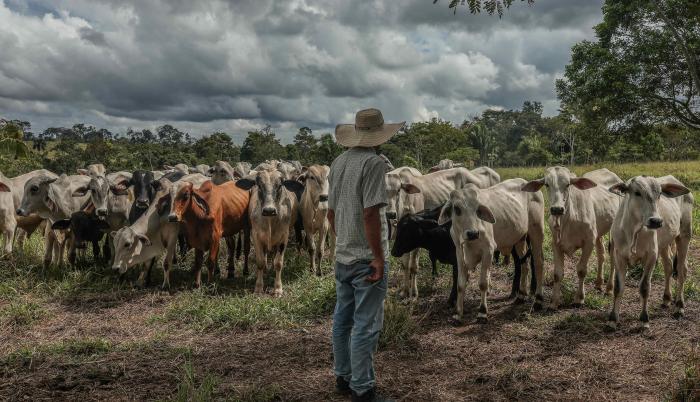 Ambiente_Amazonía_Ambiente_Ganadería_Perú