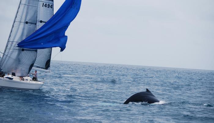 Salinas, ballenas jorobadas