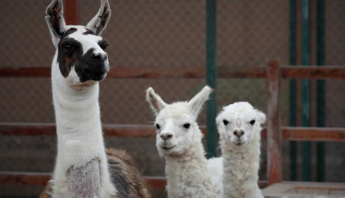 En la imagen de archivo, una llama llamada (i), en compañía de dos alpacas.