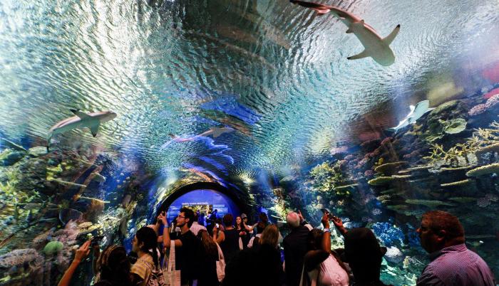Acuario