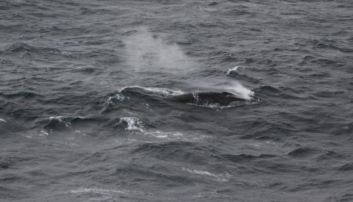 Un rorcual común en el océano Antártico, captado por el proyecto de Vigilancia Perimetral de Mamíferos Marinos del Grupo de Acústica Oceánica del Instituto Alfred Wegener desde el RV Polarstern.