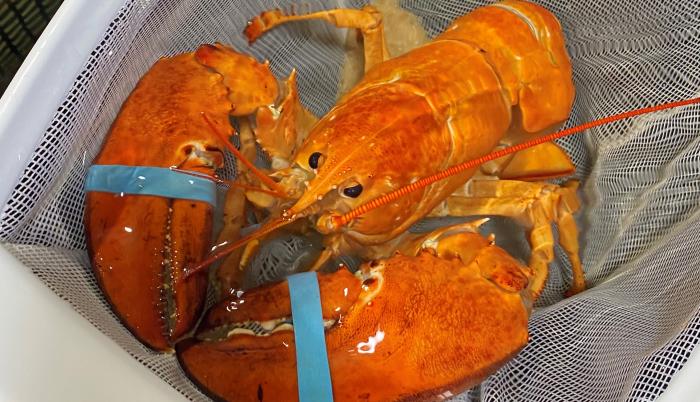 Fotografía cedida por Red Lobster donde se aprecia a un raro ejemplar de langosta color naranja que fue bautizado por los empleados con el nombre de