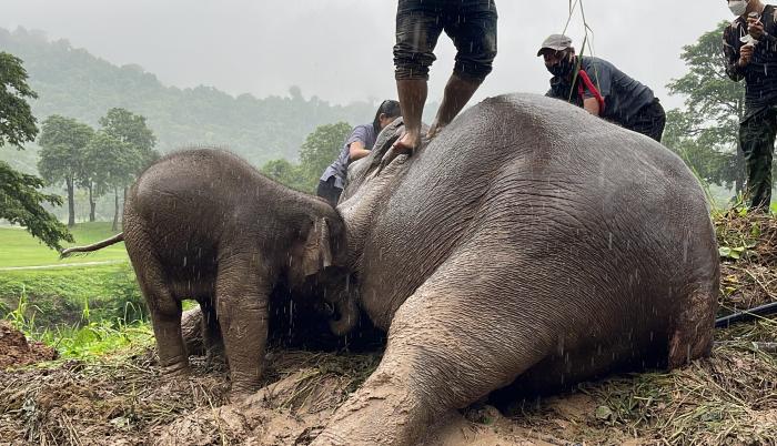 Un bebé elefante y su madre fueron rescatados este miércoles en los alrededores del Parque Nacional de Khao Yai de Tailandia tras desplomarse por una zanja de dos metros de profundidad.