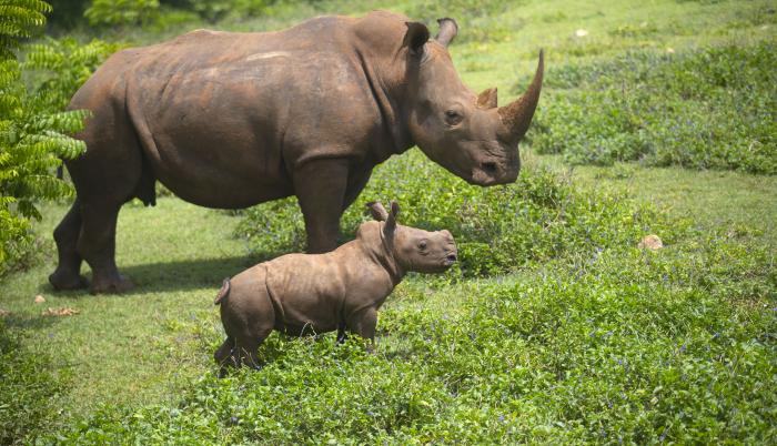 El rinoceronte bebé Ale y su madre caminan por la 'pradera africana' del Zoológico Nacional, hoy, en La Habana (Cuba).