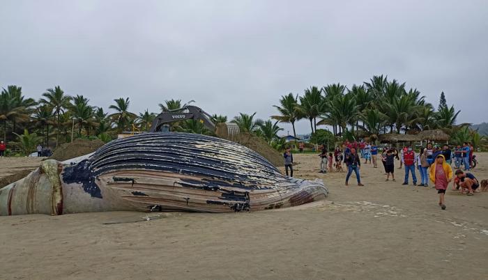 Ballena
