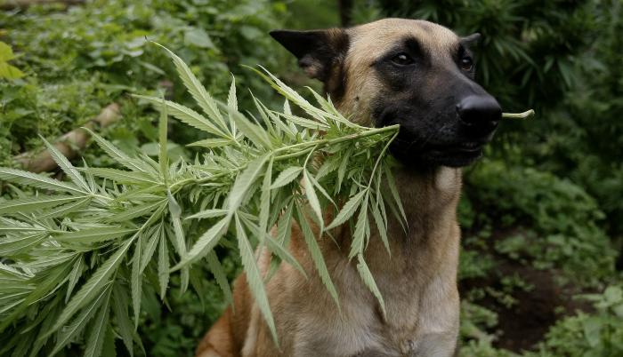 Fotografía de archivo del 20 de noviembre de 2013 de un perro sosteniendo una planta de cannabis en Sabaneta (Colombia).