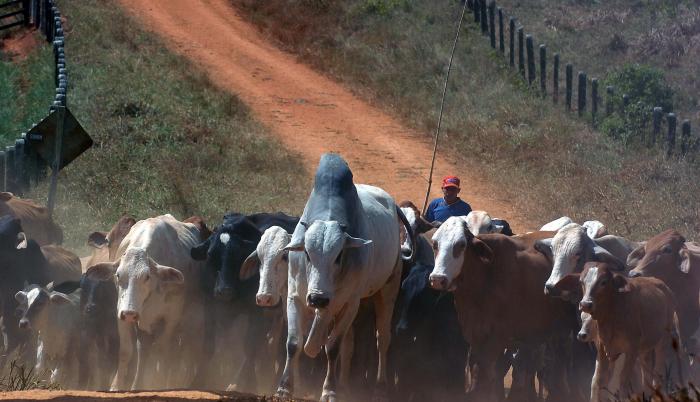 La campaña que comienza este mismo lunes está a cargo del Ministerio de Agricultura y Ganadería (MAG), a través de la Agencia de Regulación y Control Fito y Zoosanitario (Agrocalidad).