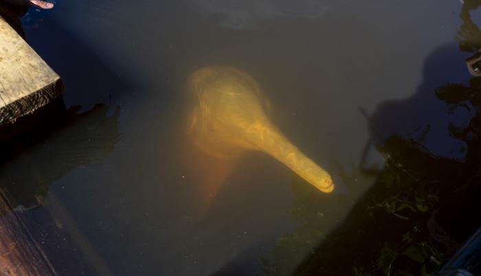 Un delfín rosado del Amazonas es visto el 29 de mayo de 2022 en el Parque Nacional Yasuní (Ecuador).