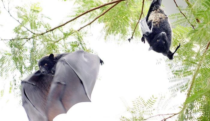 murcielagos
