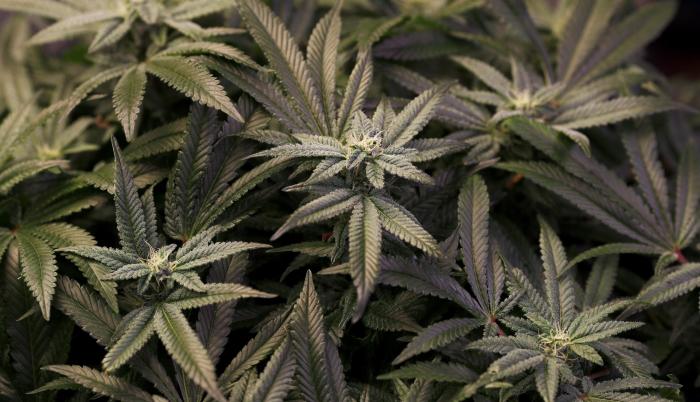 Plantas de cannabis
