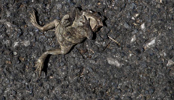 En la foto, un sapo muerto en Folgoso do Courel, tras el paso del fuego.