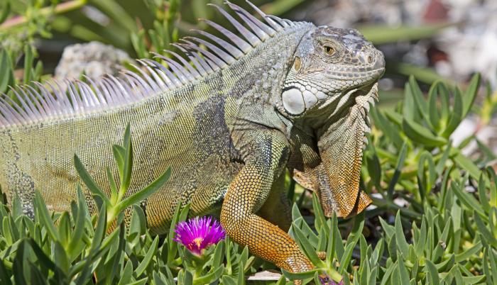 Mundo_Medioambiente_Especies introducidad_EE UU_Florida
