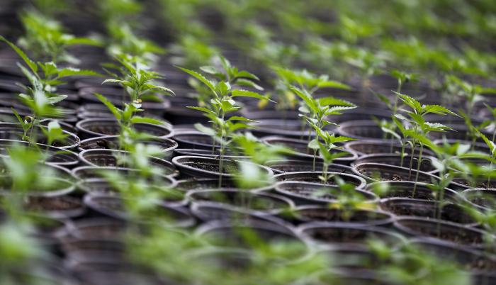 Fotografía de plantas de cannabis el 22 de julio de 2021, en la emoresa CannAndes, en Tabacundo (Ecuador).