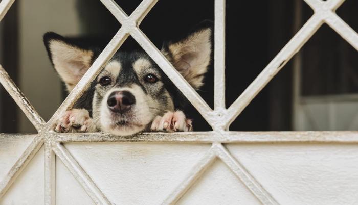 Censo en Guayaquil habitan 770.000 Mascotas 5