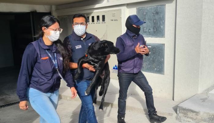 perro maltratado quito