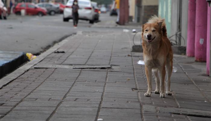 PERROS CALLEJEROS