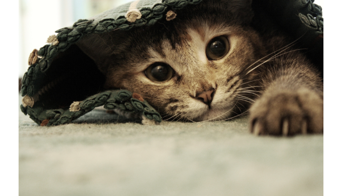 gato
