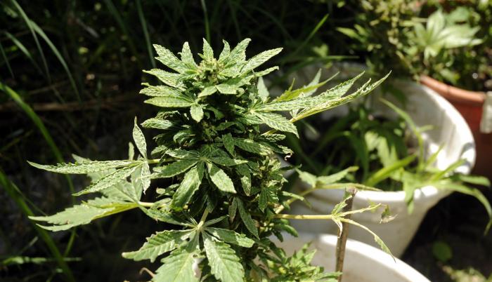 planta de marihuana