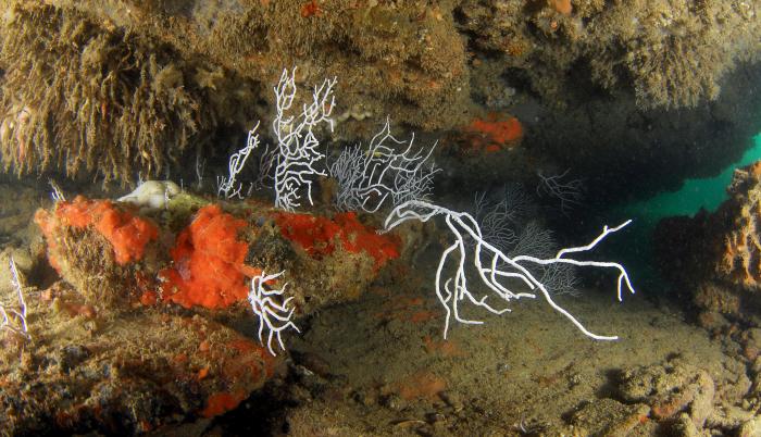 Imagen de archivo de Gorgonias y esponjas (Crambe crambe), tomada por la expedición Oceana Ranger de los fondos submarinos del golfo de Cádiz.