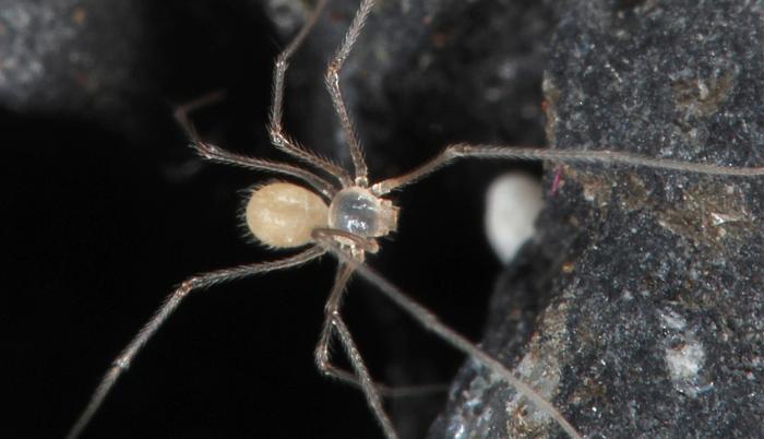 araña