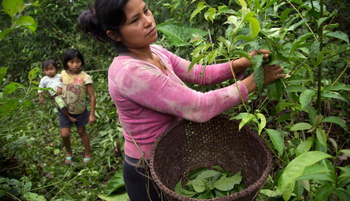 guayusa