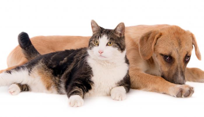 Sociedad_Mascotas_Sobrepeso_Guayaquil