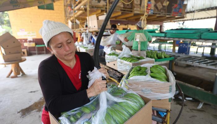 EXPORTACION DEL BANANO (8699885)