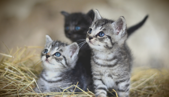 gatitos