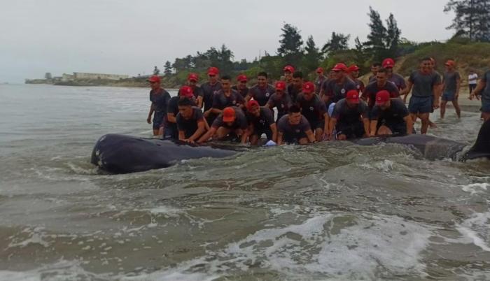 orca La Libertad