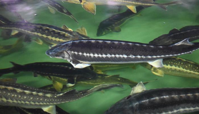 peces