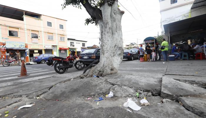 Arbol rompe acera en calle Huancavilca
