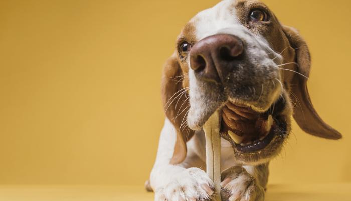 Sociedad_Mascotas_Perros_Alimentación_Huesos