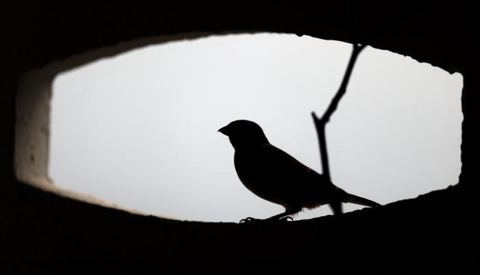 En la imagen de archivo, un gorrión se asoma al hueco de una celosía durante uno de los primeros días de la primavera.