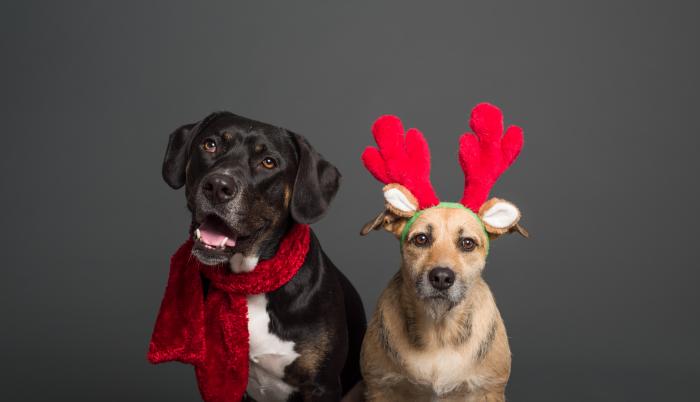Sociedad_Mascotas_Humanizar