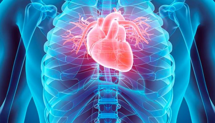 Corazón humano