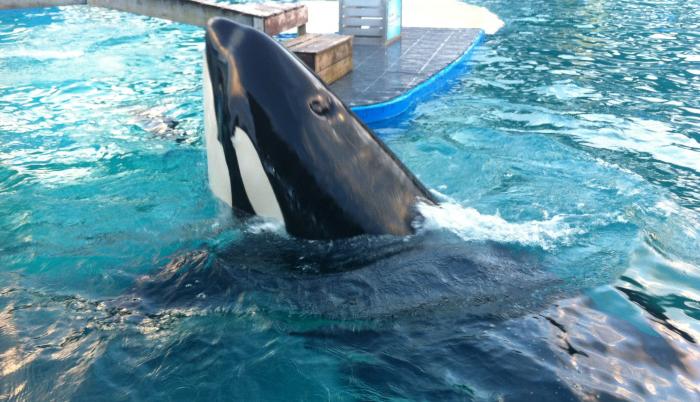 orca