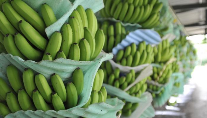 banano