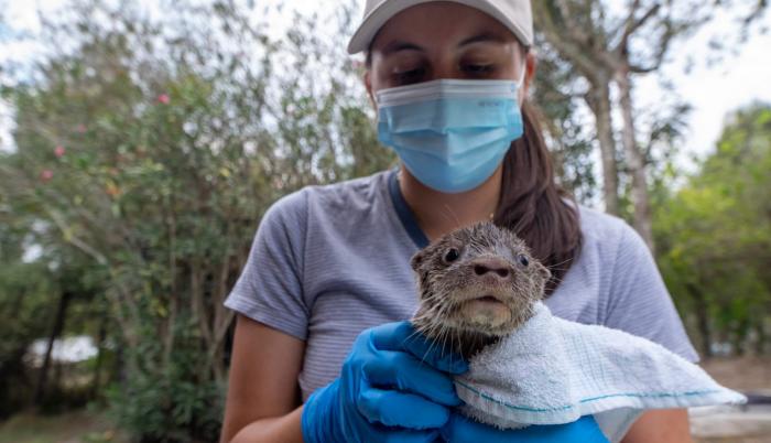 Nutria- rescate- zoo