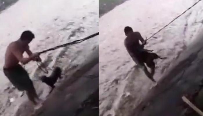 Boxeador arriesgó su vida para salvar a un perro durante el ciclón Julia