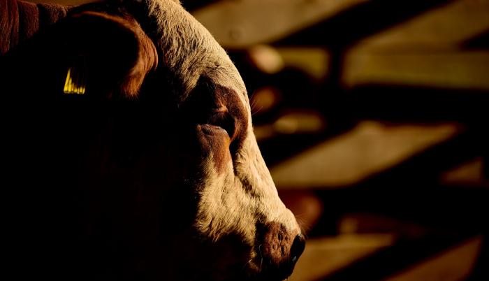 vaca