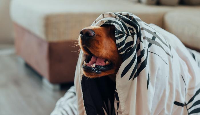 Sociedad_Mascotas_Estrés y ansiedad