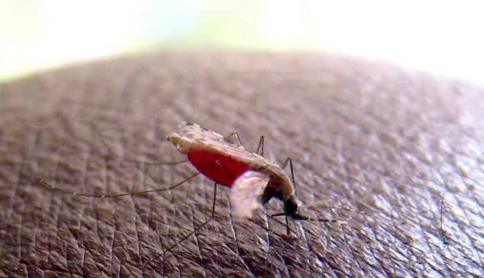 Un mosquito