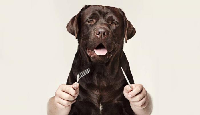 Sociedad_Mascotas_Perros obesos_Tutores