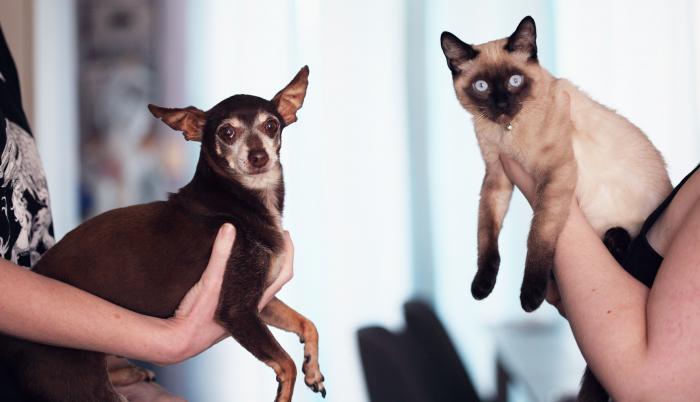 Sociedad_Mascotas_Perros vs gatos