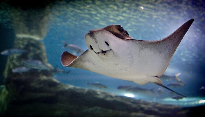 Manta raya