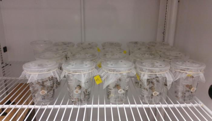 abejas