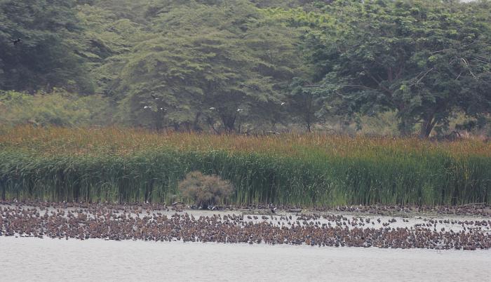 AVES 2